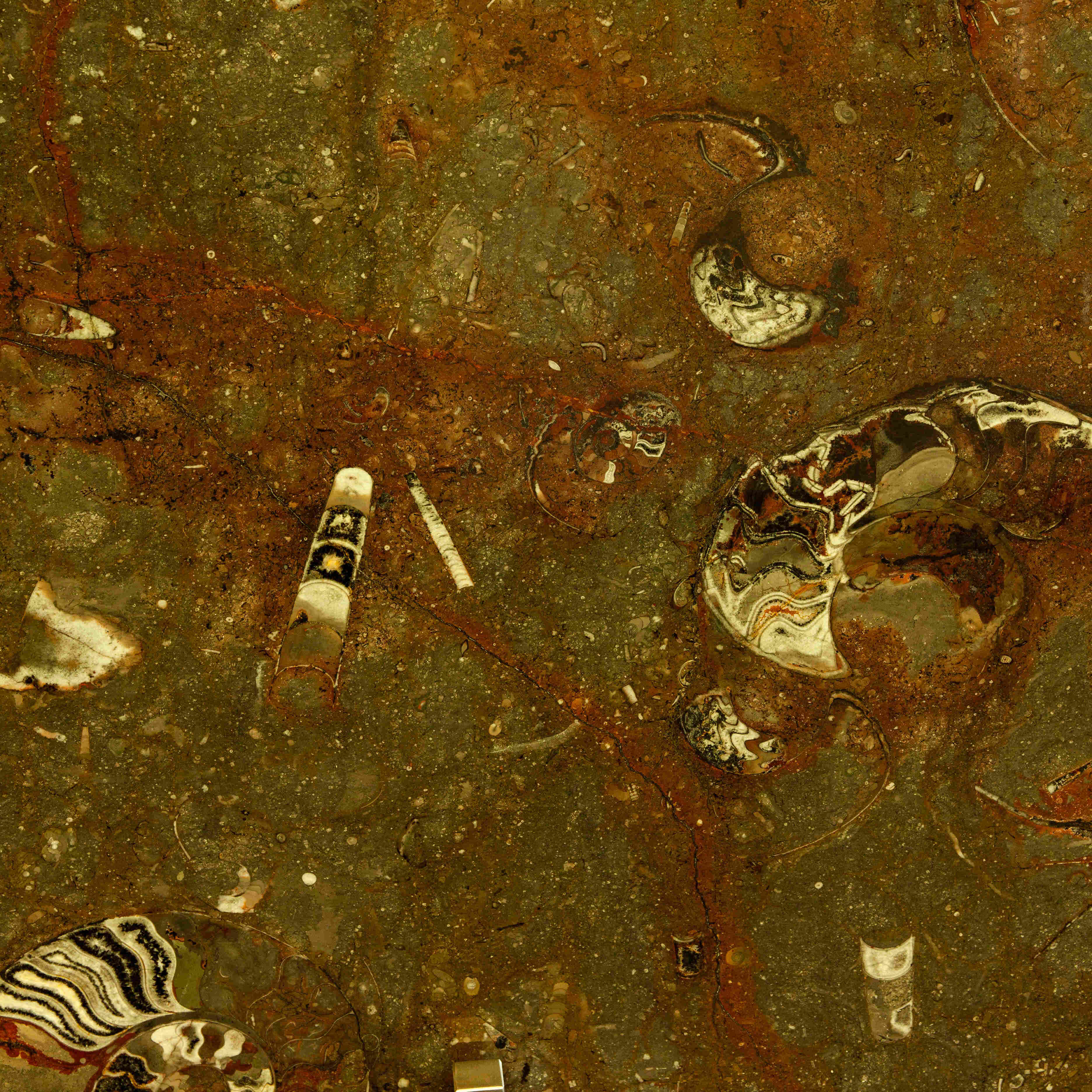 #42: Fossil Etrusco: Cephalopod Limestone, Ammonites, Marine Sedimentary; Morocco