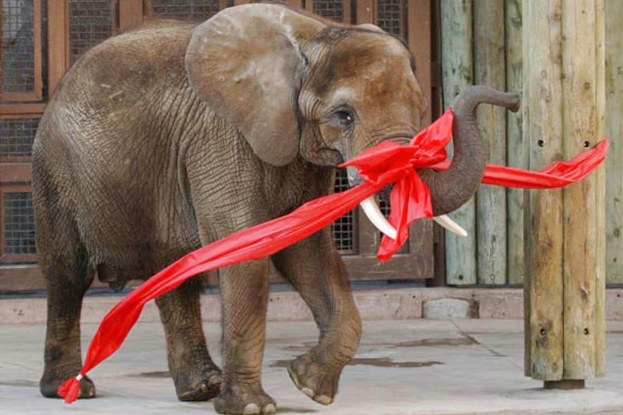 Misha the elephant